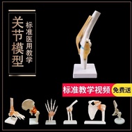 Human knee joint anatomical model of shoulder joint elbow joints feet hip joints model 1:1 bone.