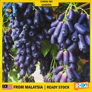 Anak Pokok Anggur Sweet Sapphire Seedless Grape Buah Besar Import Dari Thailand