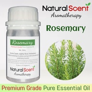 Natural Scent Aromatherapy Rosemary Scent Premium Quality 100% Pure Essential Oil (50ml) Therapeutic Grade for aroma, massage, relax, diffusion, cleaning