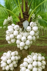 Bibit Kelapa Putih Albino🌱Memiliki Tampilan Yang Hampir Sama Dengan Jenis Kelapa Biasa namun ketika