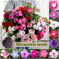 [Easy To Grow In Malaysia] 50pcs Mixed Color Vinca Periwinkle Flower Seeds for Planting Gardening Benih Pokok Bunga 长春花种子 Potted Periwinkle Live Plant Bonsai Seed Hanging Flowering Plants Seeds Real Plant Home Garden Flowers Seeds Pokok Bunga Periwinkle