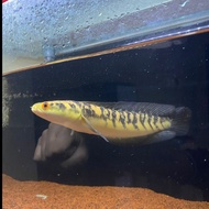 Terlaris Ikan Chana Channa Maru Yellow Sentarum Ukuran 28 - 30 Cm