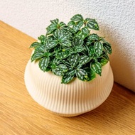 冷水花 現代感圓弧陶瓷盆淺黃色 桌上型盆栽 觀葉植物 禮物 盆栽