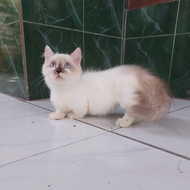 kucing munchkin x himalayan