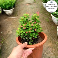 Small flower cactus, 30cm tall, drought-resistant, flowers all year round