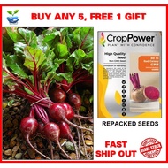 20 biji benih RED BEETROOT BEET (Ubi bit merah) seeds