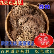 Cypress Chinese Herb Cypress Cypress Cypress Plant Nine Death Resurrection Grass Cypress Cypress Res