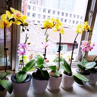 Malaysia Ready Stock Phalaenopsis Orchid Seeds Indoor Plants Real Live Butterfly Orchid Plant In Pot Flower Seeds (It's a seed, not a plant!)