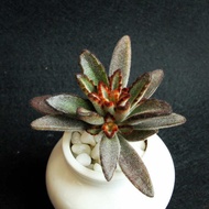 Lunar Rabbit Ears Succulents Black Rabbit Ears Chocolate Rabbit Ears Succulent White Rabbit Ears Rum