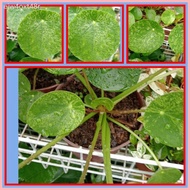 Variegated Pilea Peperomioides "  Chinese Money Plant  "
