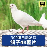 HD 4K Pigeon White Pigeon Peace Pigeon Group Square Pigeon White Pigeon Gray Pigeon Flying Bird Mate