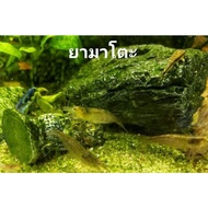 [สุดปัง]  กุ้ง( มาโตะ)กินตะไคร่เก็บเศษ ตัวละ 125      JR3.7803⚡ส่งด่วน⚡