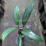 epipremnum amplissimum silver