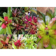 BROMELIAD LIVE PLANT MURAH BACA DISCRIPTION PRODUCT SEBELUM ORDER