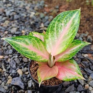 Aglaonema Gendis