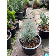 ต้นสนบลูไอซ์ (Blueice Cypress) ส่งพร้อมกระถาง 8 นิ้ว ฟอร์มสวย