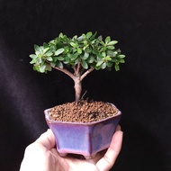 迷你)日本早乙女杜鵑 盆景 獨杆 皋月杜鵑 植物 禮物 盆栽 plant bonsai tree gift 【實拍。只此一盆】👑9年五星老店