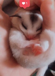 Sugar Glider Platinum Mozaik Joey Jantan New Stock