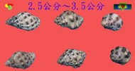 寶物石坊】貝殼140~蚵岩螺1顆1元~沒有加工處理~寄居蟹換殼~魚缸造景~室內擺設~diy材料包＃公仔funko pop