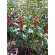 Anak Pokok Bunga Gincu Merah Pokok Setawar Merah pokok gincu Red Button Ginger Costus Woodsonii