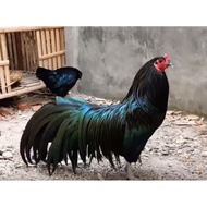 telur ayam hias black Sumatra