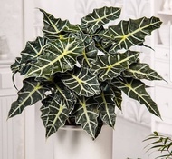 bibit bonggol alocasia parasol / alokasia parasol