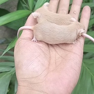 Mencit /Tikus Jepang (Betina)