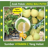 Anak Pokok Limau Bali Putih 白柚 树苗 Sapling White Pamelo