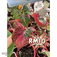 🀆🈔🉰RM10🔥Caladium Bicolor Houseplants / Pokok Keladi Murah / Thai Hibrid / Summer Pink / Red / Sweetheart / Pink Spla