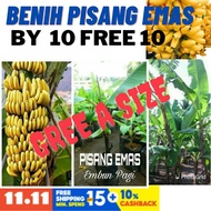 ANAK PISANG EMAS .POST SATU MALAYSIA.BENIH TERBAIK DARI LADANG