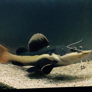 Red Tail Catfish / RTC 5 - 7 cm , 10 - 12 cm, 15-17 cm
