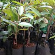 Durian Chanee D123..w