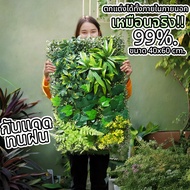 EAGOCRAFT ขนาด40x60cm. หญ้าผนังกันร้อน หญ้ามิลาน ตีนเป็ด  หญ้าเทียมแนวตั้ง แต่งร้านค้า คาเฟ่ติดรั้่ว