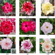 Desert Rose Seeds Mixed Potted Plants Flower Seeds Easy-to-Plant Living Indoor Balcony Potted Decora
