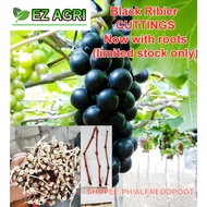 ✍Rooted Grapes cuttings red cardinal variety grapes cuttings rooted and unrooted grapes seedlings❖