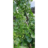 現貨(ready stock) 帝王苗(蚕菜) 种子/ green malabar spinach seed / bijih benih rempong bayam batang hijau