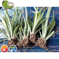 7POHON BIBIT NANAS. BOGOR
