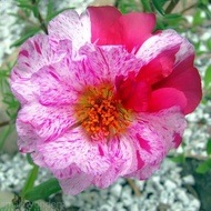 20 เมล็ดพันธุ์ เมล็ด คุณนายตื่นสาย หรือ แพรเซี่ยงไฮ้ Portulaca grandiflora Seed อัตราการงอกสูง 80-85