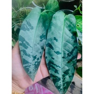 Keladi Rare Plant Murah