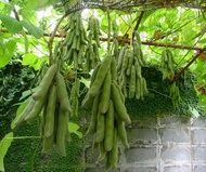 เมล็ดพันธุ์ถั่วครกถั่วขอ ปลูกง่ายมาก ซองละ15เมล็ด 59บาท