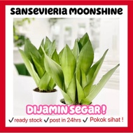 RINA • sansevieria moonshine • easy care snake plant pokok lidah mertua jin succulent indoor dalaman