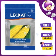 LECKAT 592 HYBRID SEEDS 500G /200G (REPACK)/100G SUGAR RICH SWEET CORN/JAGUNG MANIS/BIJI BENIH JAGUNG/富含糖分的甜玉米种子