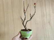 ∴。*藝術.美樹°*∴ ＊姬美好蘋果(海棠)~花果類盆栽,小品A,非嫁接!＊