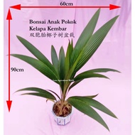 LAW63 Love Agriculture World Live Plant Bonsai Anak Pokok Kelapa Kembar /Twin Coconut (original)