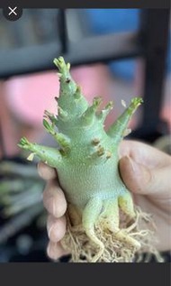 ‼️現貨‼️哥斯拉沙漠玫瑰種子b款矮肥短手 泰國種子 羊角沙漠玫瑰godji