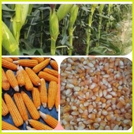 ☁ ◩ ∛ HYBRID CORN HYBRID CORN SEEDS DEKALB/PIONEER (1Kilo) FEEDS CORN (BINHI) 1KILO DEKALB/PIONEER