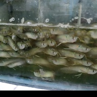ikan arwana silper 12 cm
