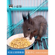 Squirrel Flying Squirrel's Grain Raw Nuts Raw Pine Nuts Red Pine Nuts Huashan Pine Raw Ingred