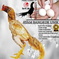 telur Ayam Bangkok Unik Ekor Lidi super gold mukamerah