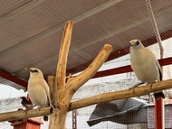 Burung jalak bali sepasang